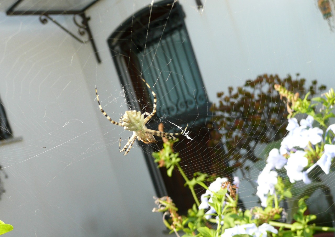 Argiope lobata
